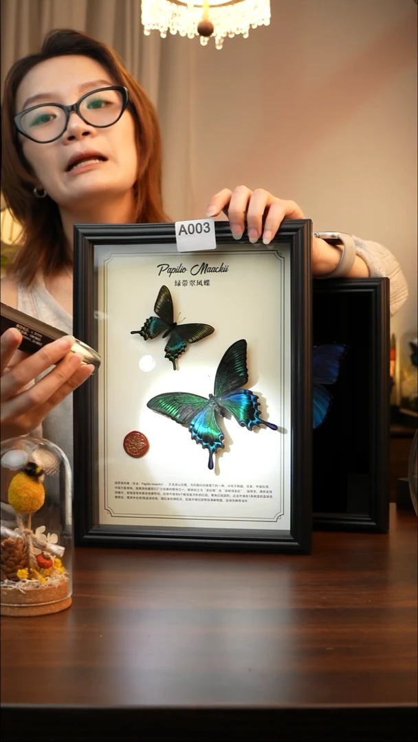 绿带翠凤蝶春夏款双蝶A003