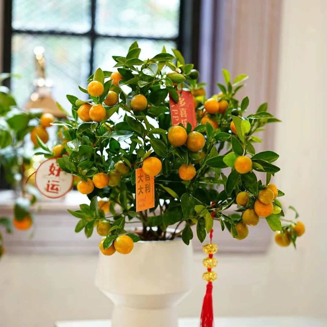 庭院别墅阳台地栽盆栽一物一拍