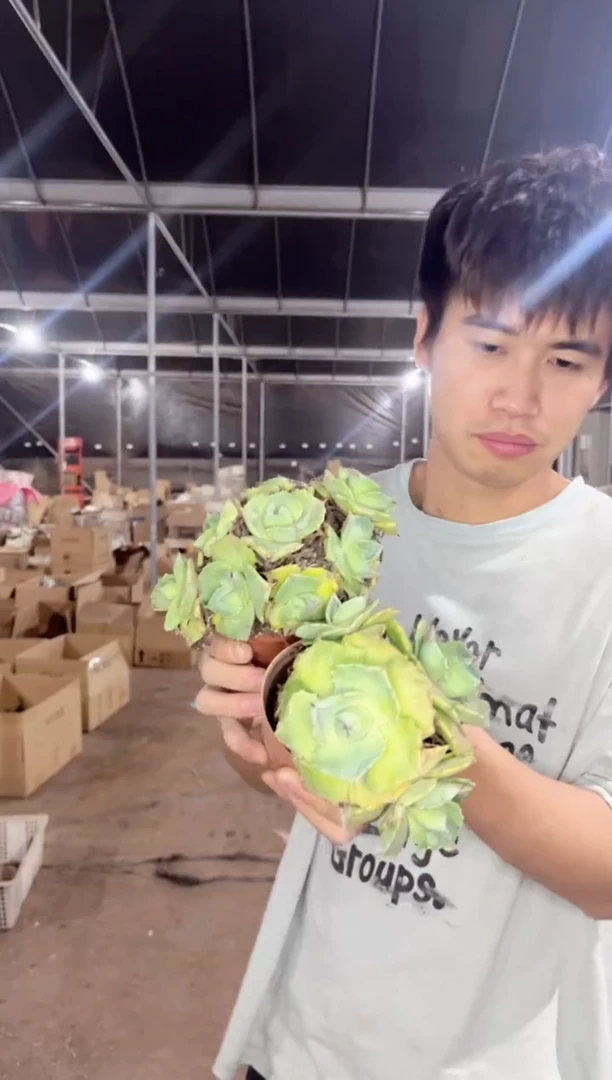 【闪购商品】2颗 多头 王妃雷神