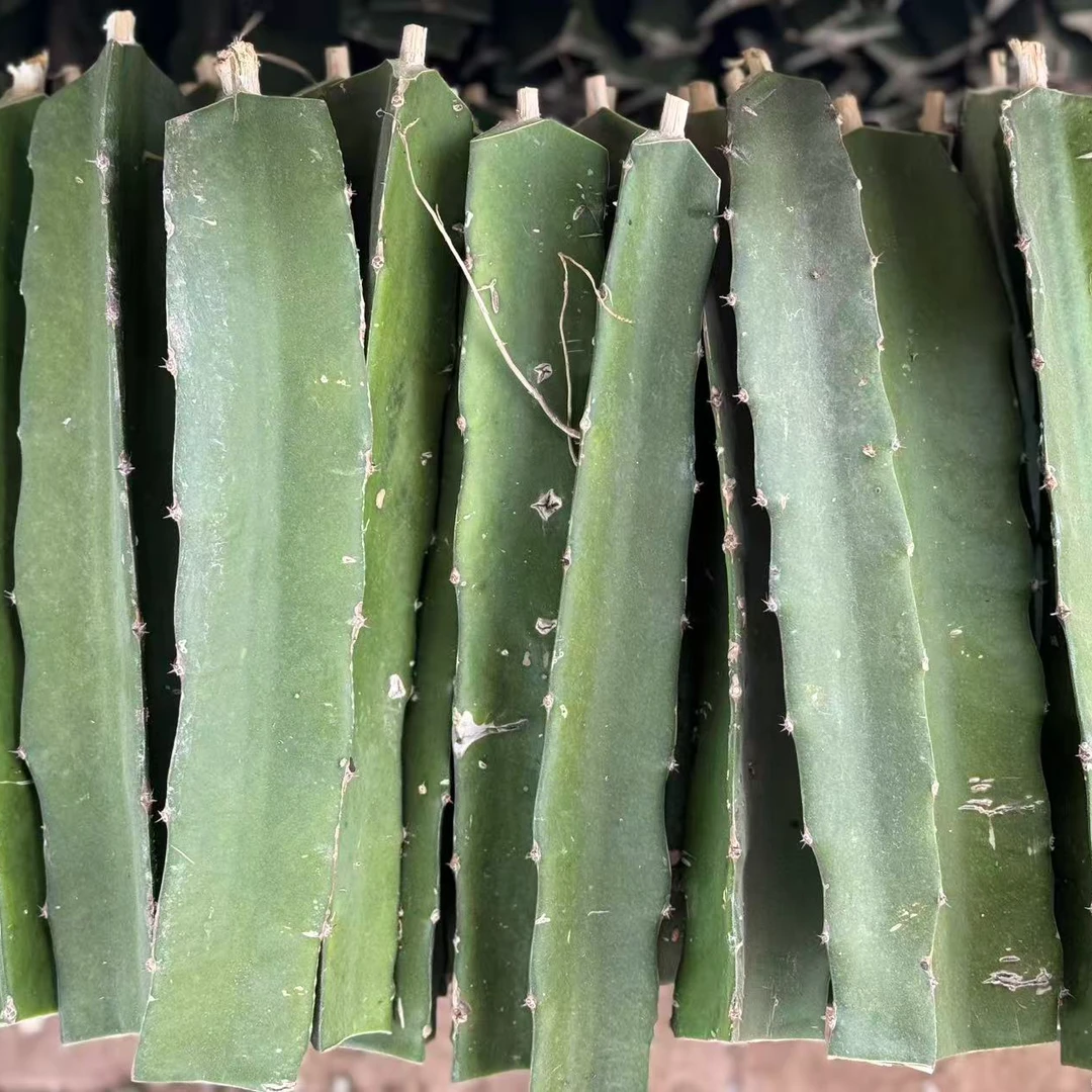 【秦红龙种苗】红心火龙果盆栽可在室内阳台或庭院种植自花授粉