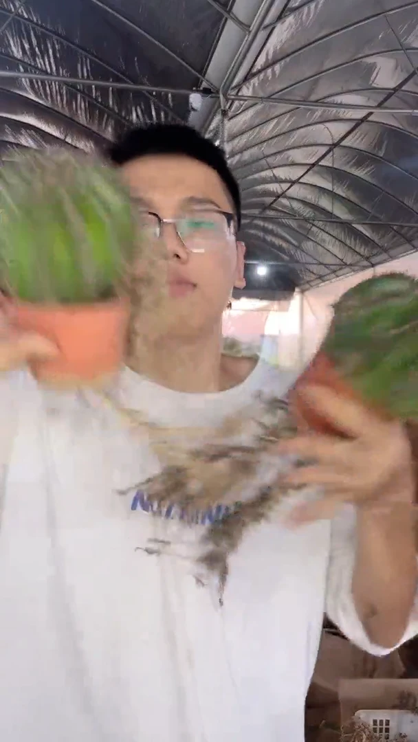 3颗 席克氏彩草 7-10cm