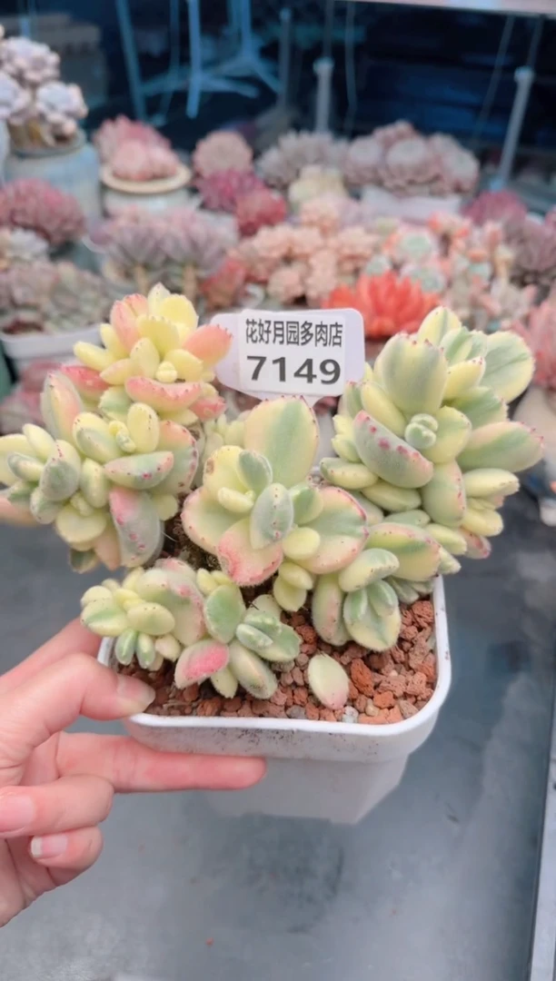 【闪购商品】7149.