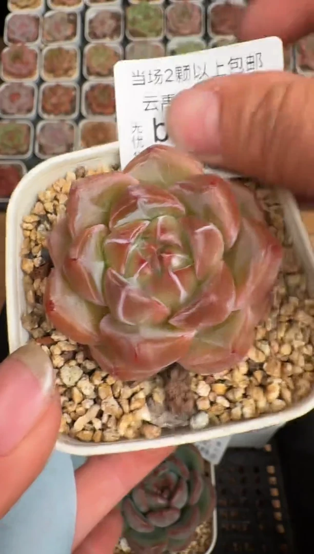 306b 珍妮多肉(6.5cm杯）一物一拍 带盆土发