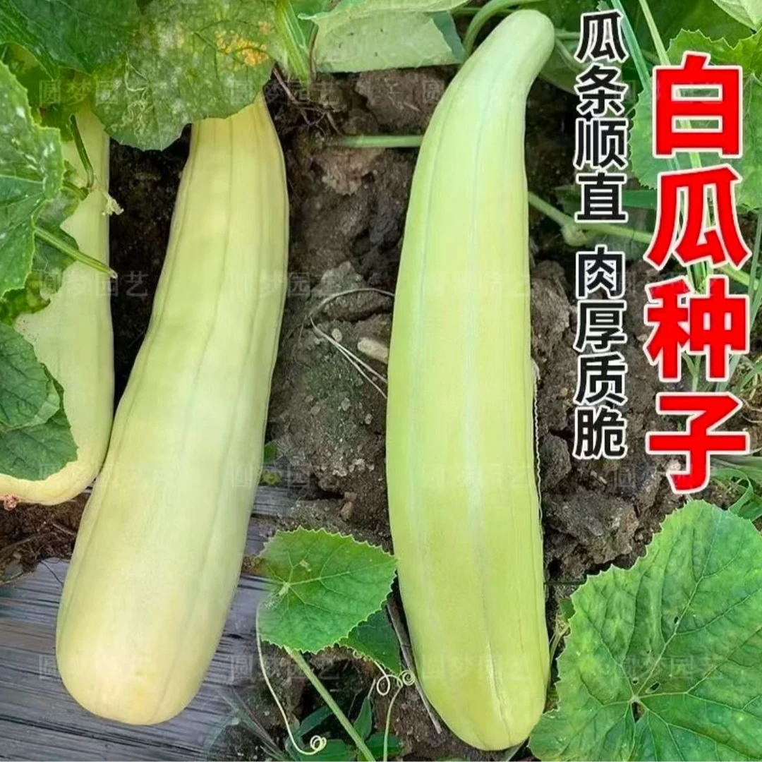 【白皮烧瓜种子】家庭阳台小院盆栽地栽四季种植