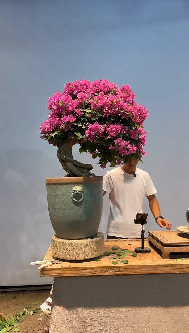 无花朵冠**包三角梅专场一物一拍53