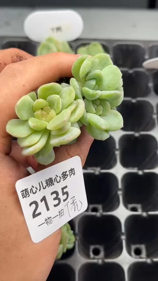 2135 T秃多肉植物量拍