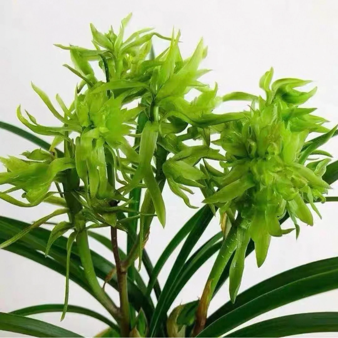 （东东专属）春兰（花开富贵）浓香桌面兰花