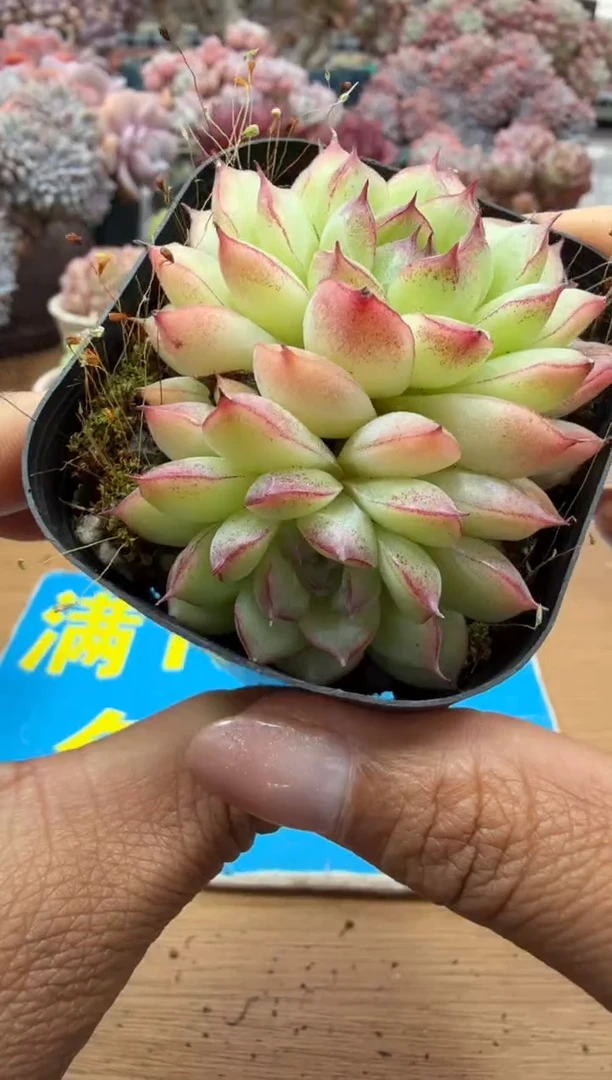 东云多肉园二店-190