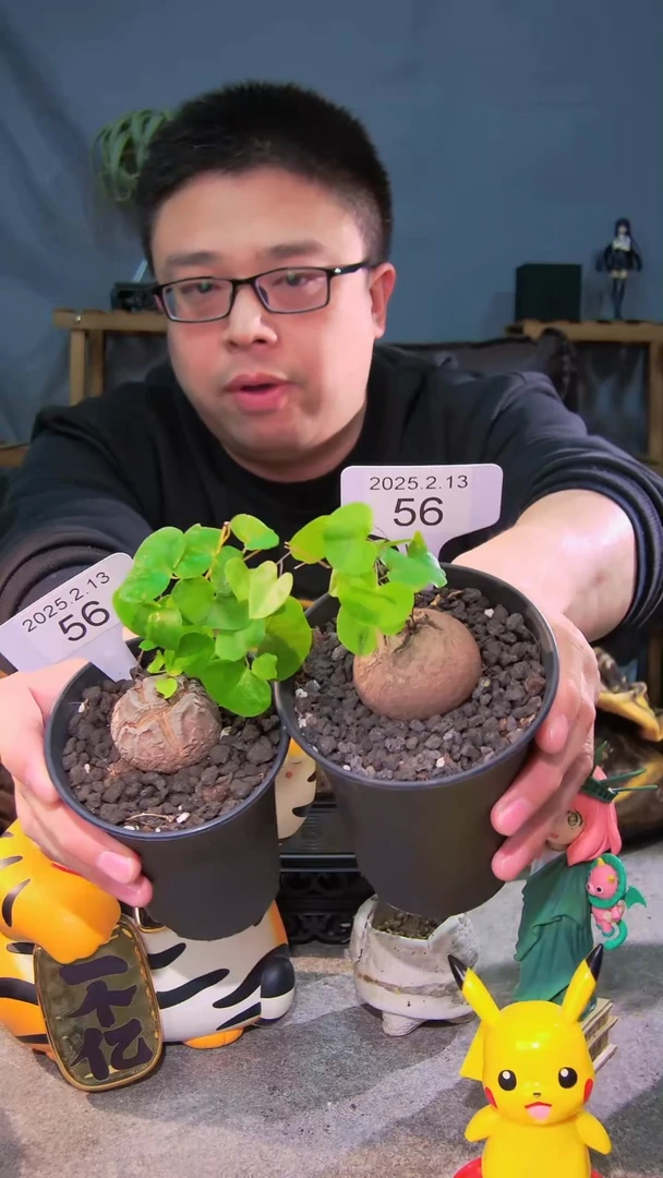 【闪购商品】南非龟甲龙2.13.56