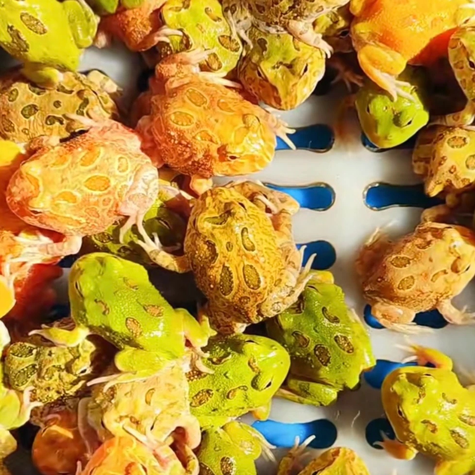 （1蛙1盒）南美角蛙随机1只 水陆饲养盒1个 只保开箱活