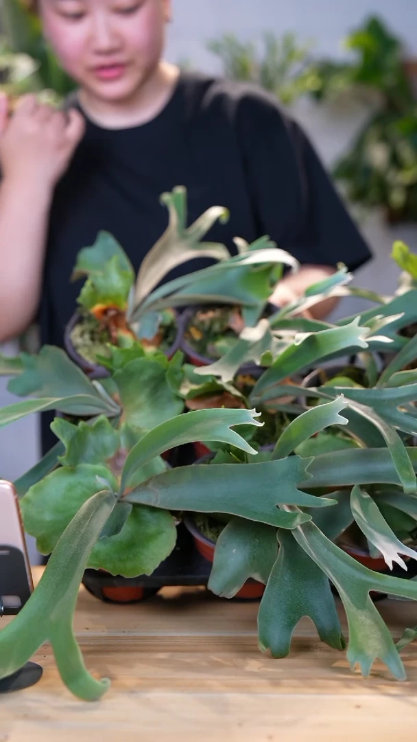 完全开放黄月杯苗随机发--包邮