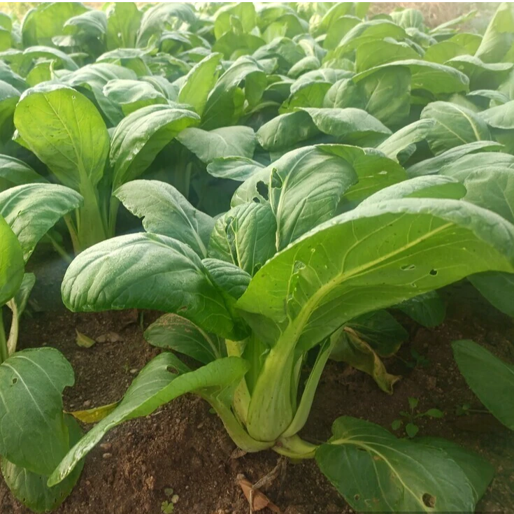 生鲜蔬菜青菜广州现摘现发