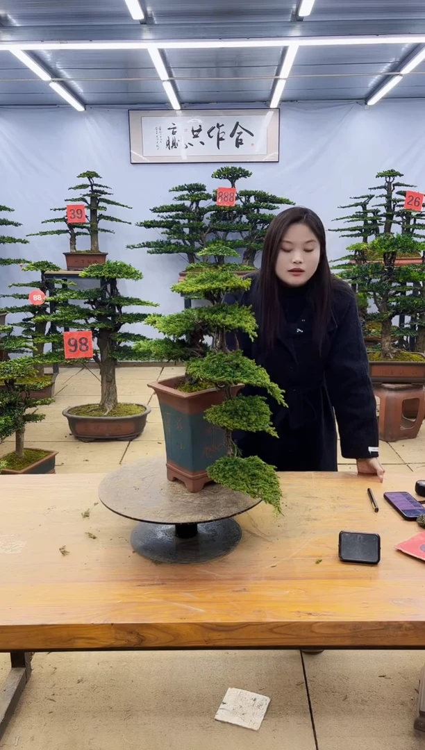 【闪购商品】高端盆景一物一拍，所见即所得