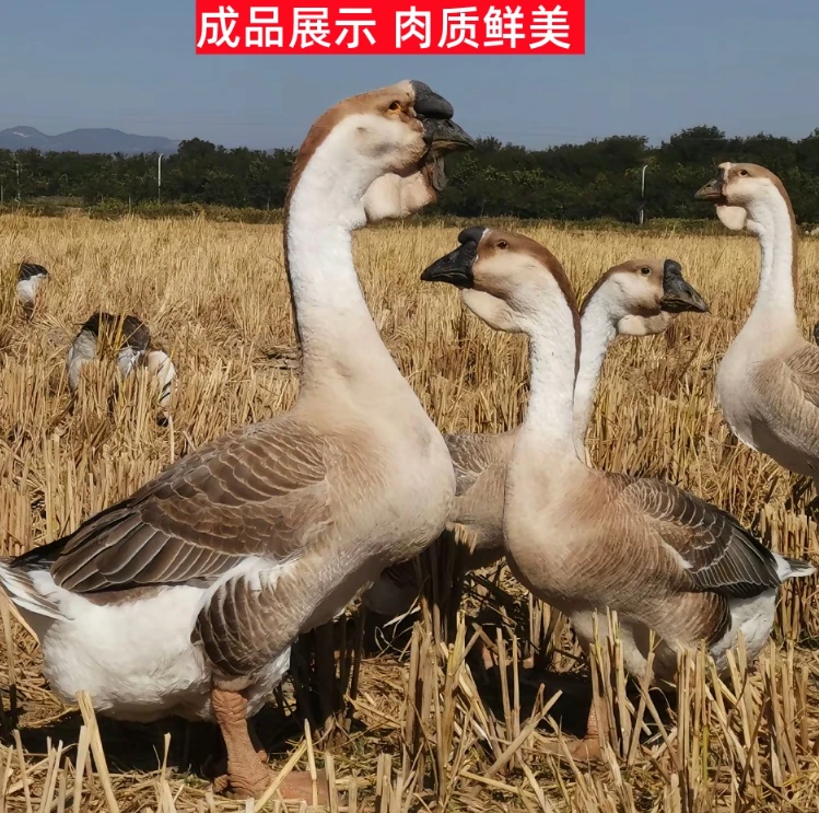 4两左右农村散养狮头鹅肉味道鲜美包邮到家