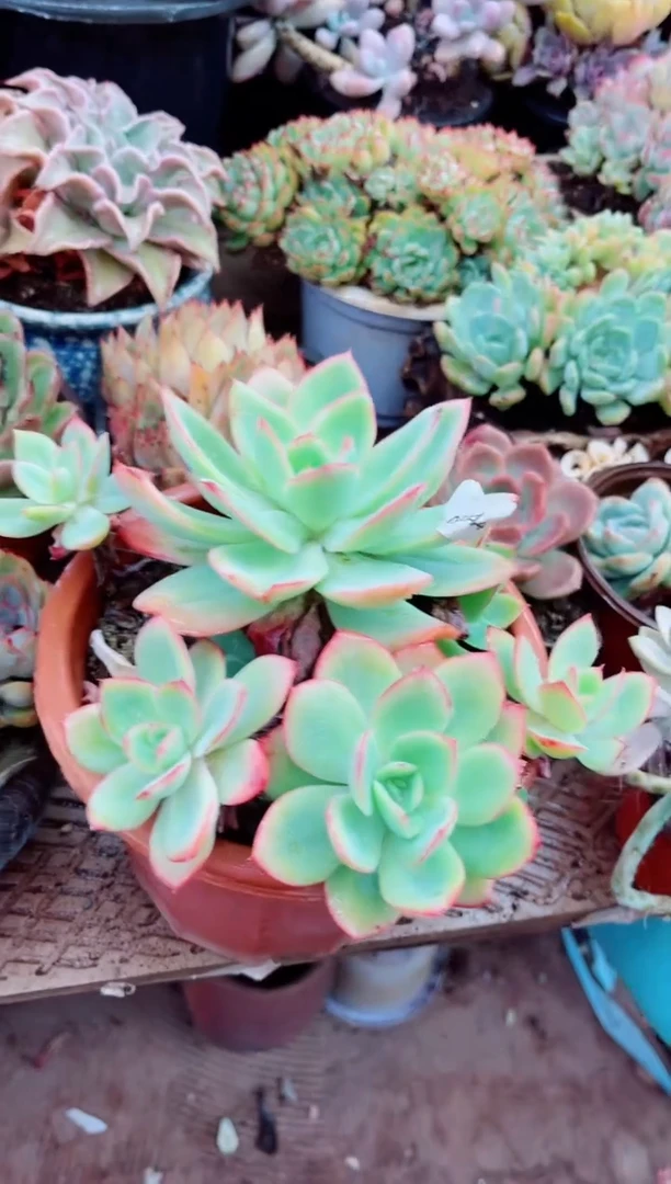 漫**端05044多肉植物一物一拍