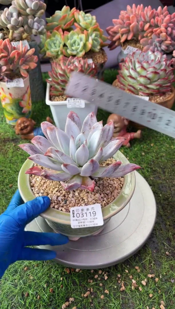 昆明印象多肉03119