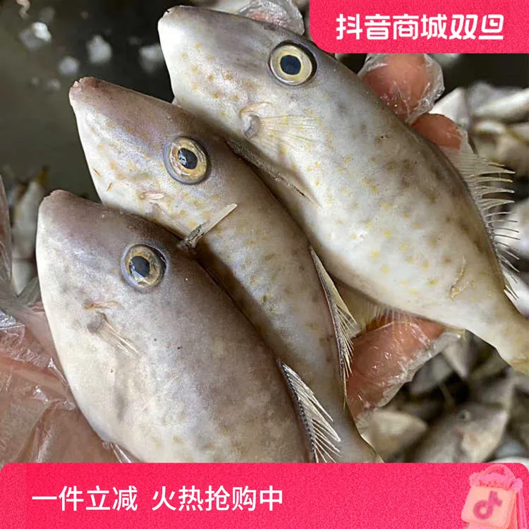 东山岛冷冻海鲜剥皮鱼海鱼小耗儿鱼新鲜扒皮马面鱼耗正宗剥皮鱼