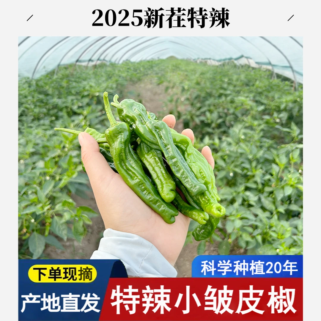 安徽皱皮椒会龙特辣小皱皮辣椒薄皮香辣青椒虎皮辣椒辣子农家自种