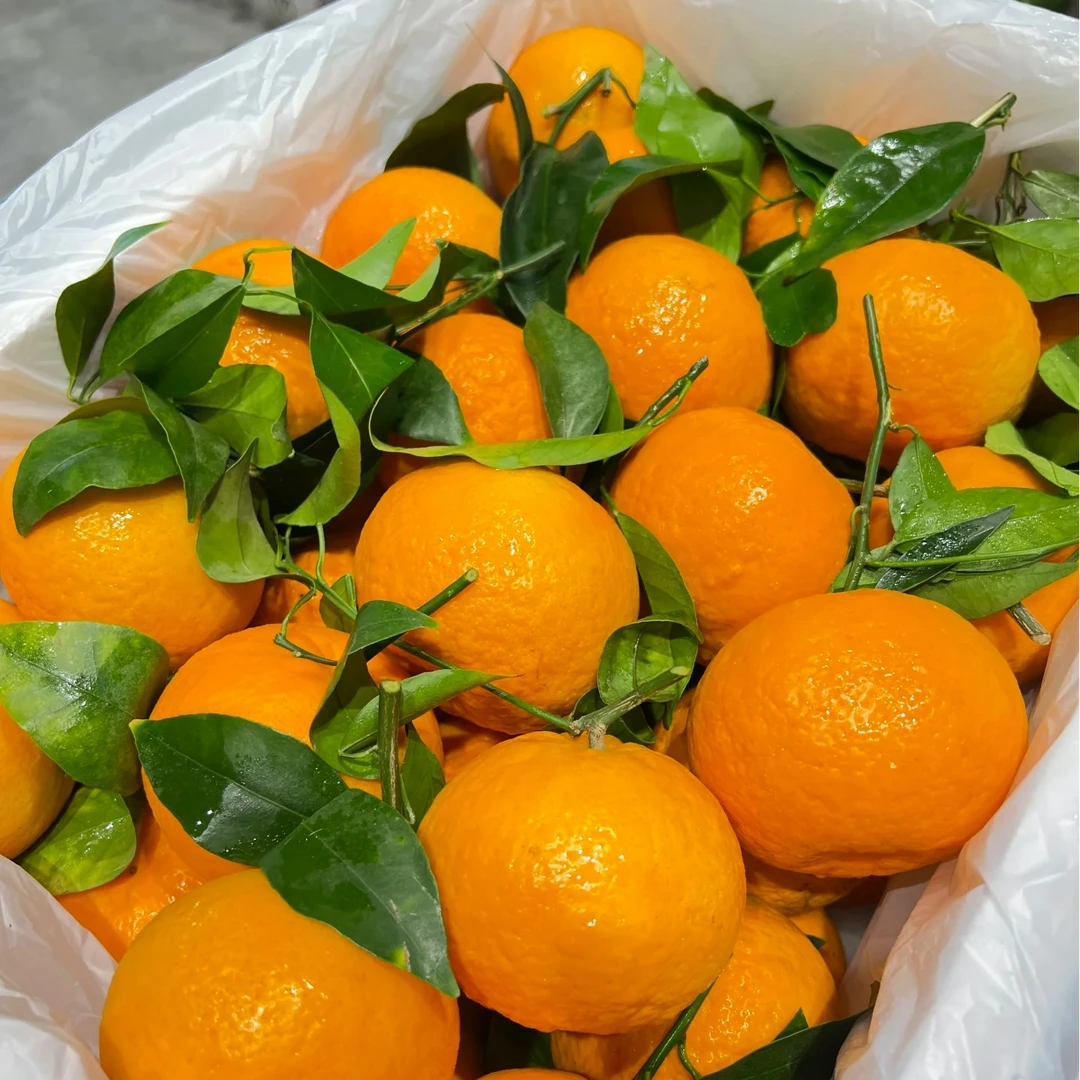 雪山柑  带箱3斤左右