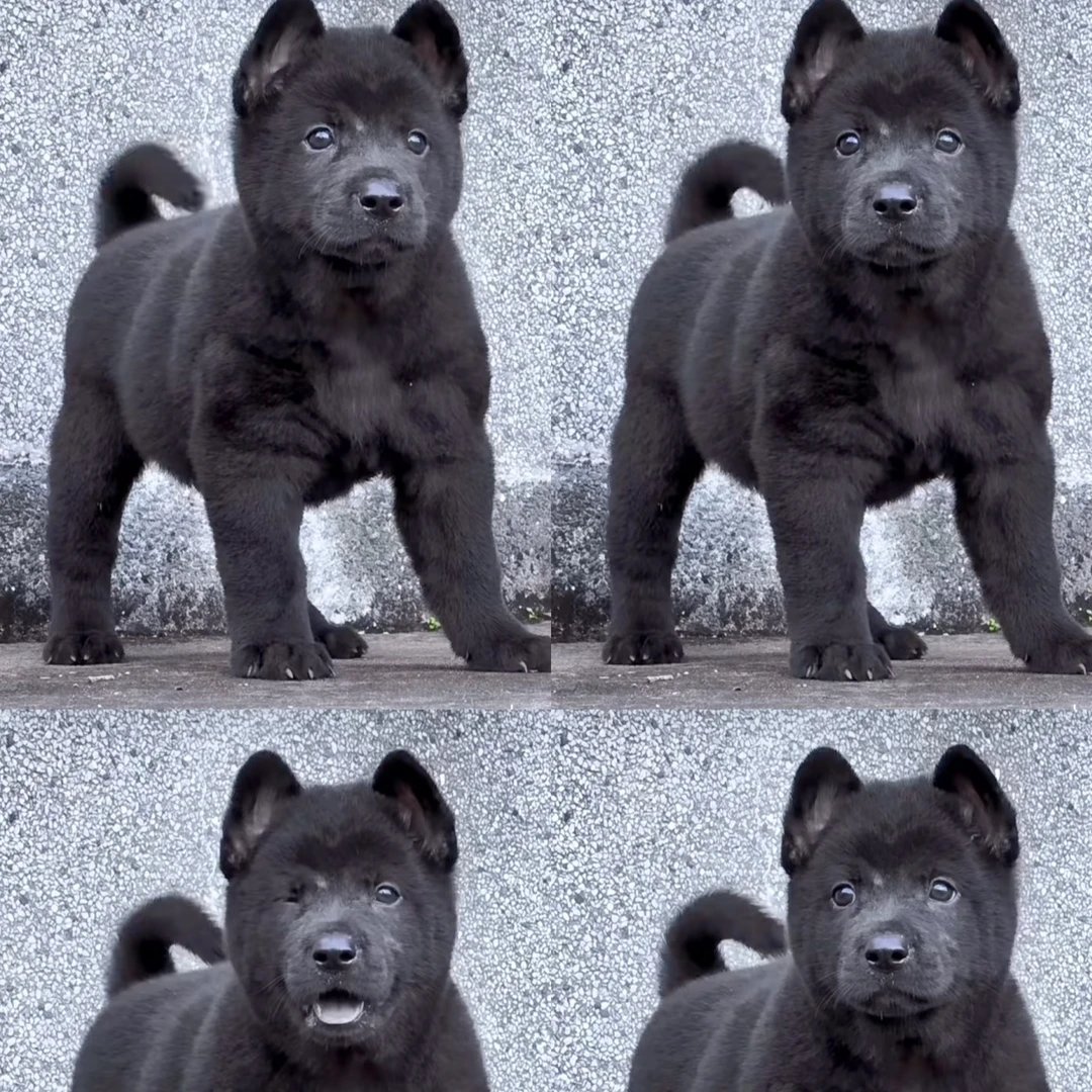 【五黑犬】五黑幼犬五红犬土猎犬四眼犬