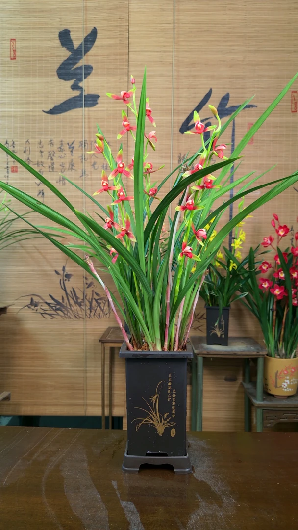 【带3-5支花】建兰 红香妃 古风花盆栽好5-6苗室内阳台兰花绿植盆栽