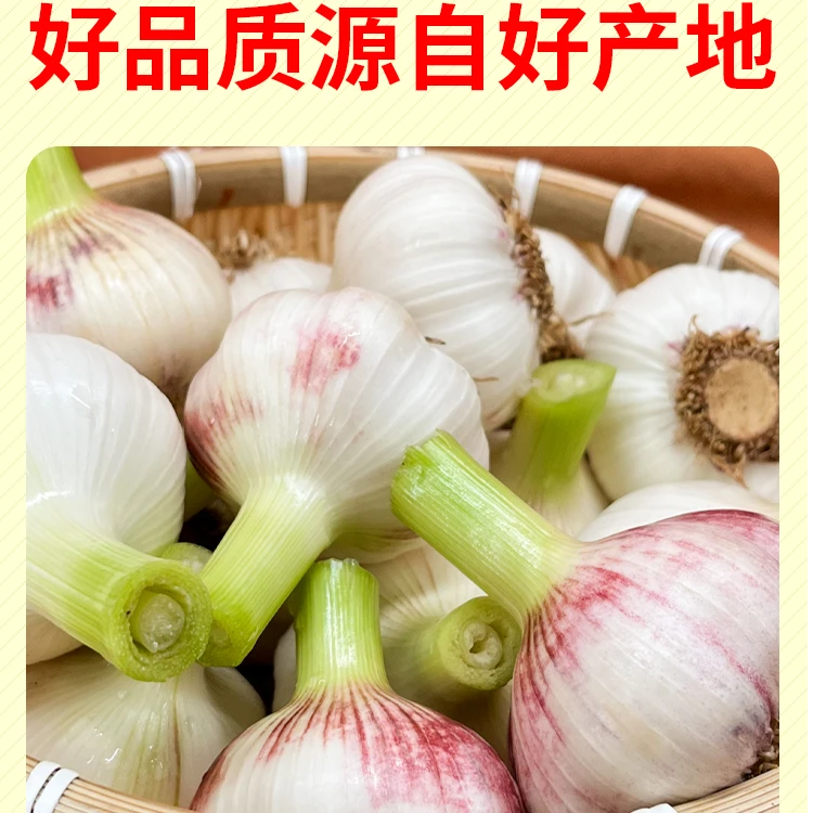 9斤现挖新鲜嫩大蒜湿蒜正宗紫白皮鲜蒜多瓣蒜农家自种可腌糖醋