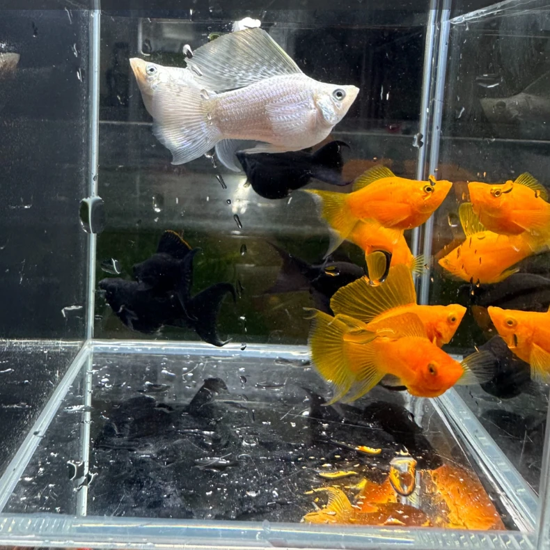 黑色燕尾玛丽球2-3cm左右