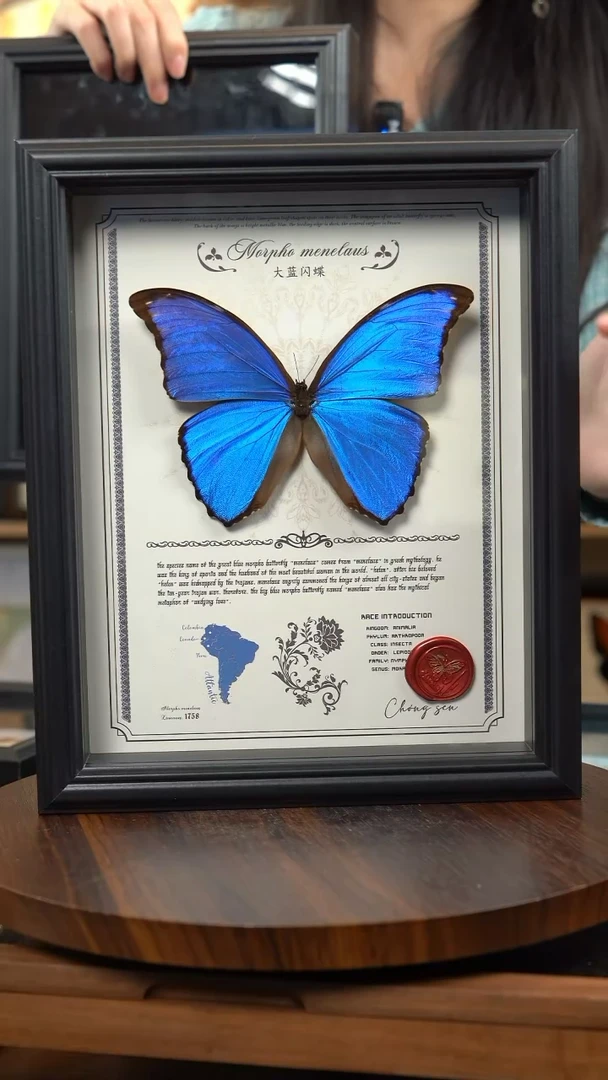 大蓝闪蝶豪华版10寸欧式框（带证书）