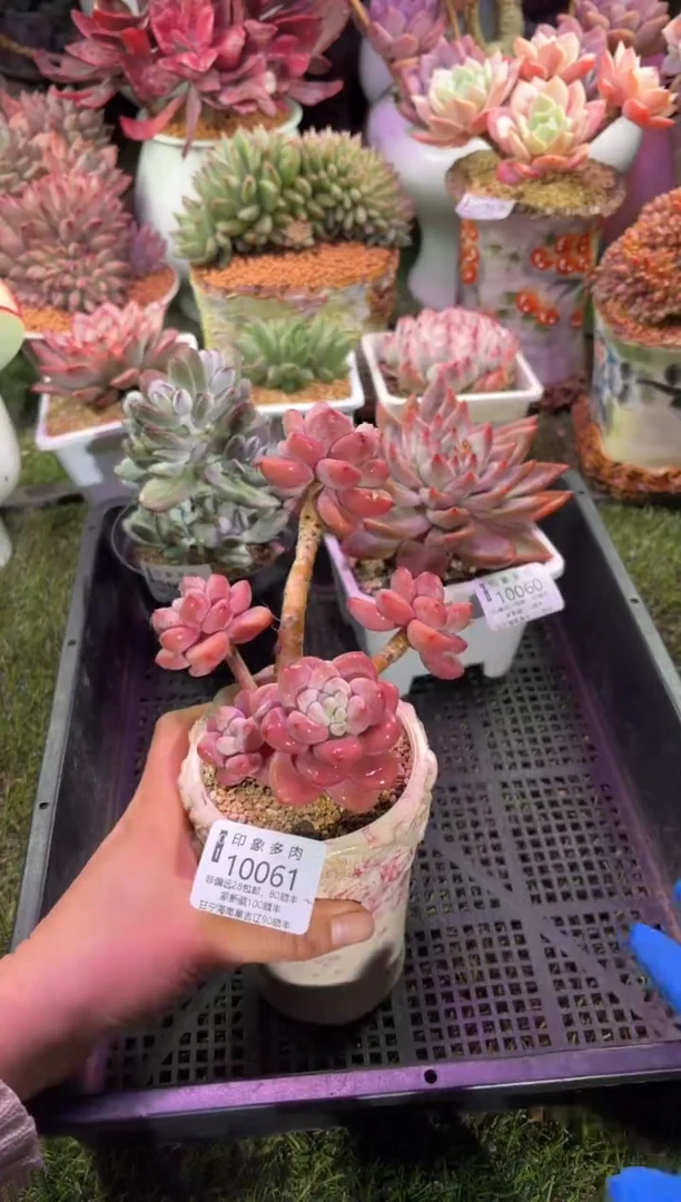 【闪购商品】10061