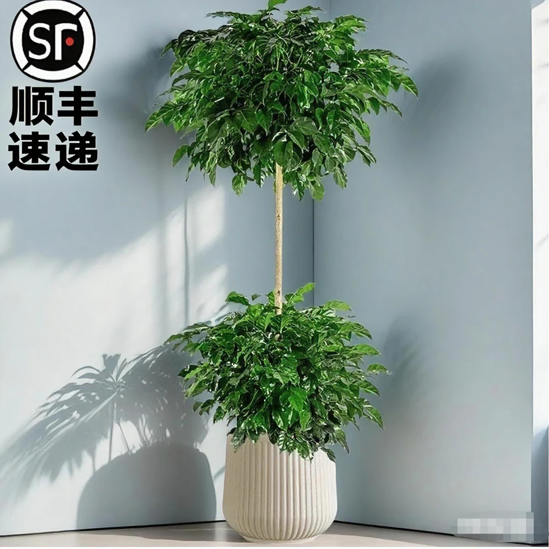 顺丰包邮1.3 - 1.5米两层幸福树大型室内外绿植盆栽净化空气