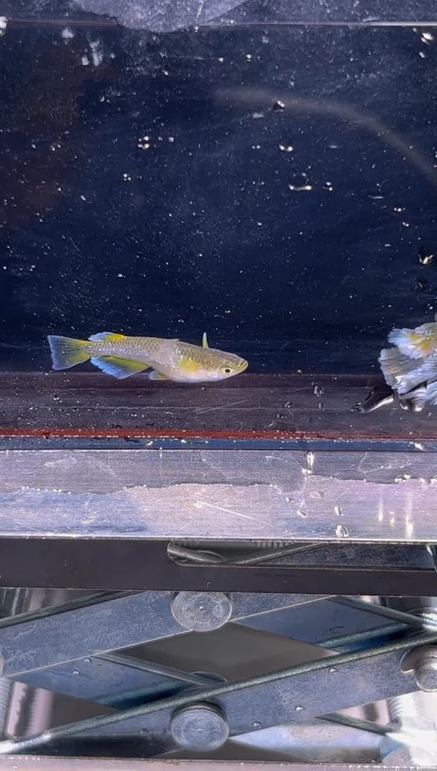 青鳉鱼观背青鳉14