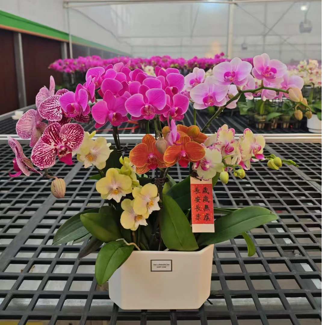 【繁花四季】精品蝴蝶兰 多色花型 室内精品观赏 真花