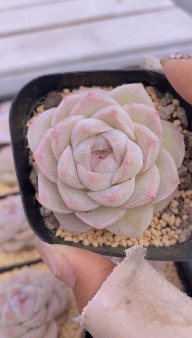 【闪购商品】A68-白蝴蝶（量拍）