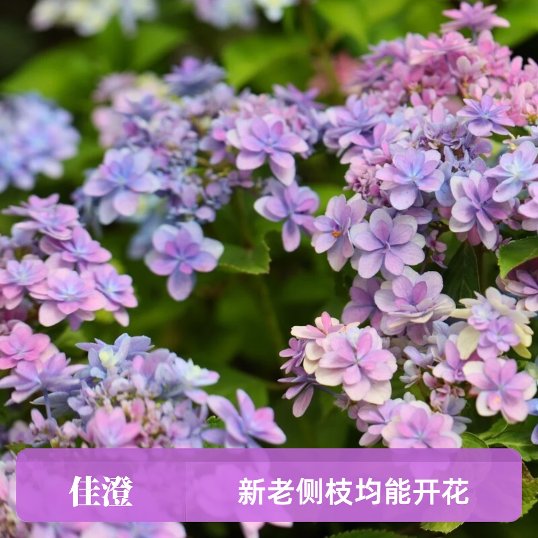 【花聚园艺 】平顶系列大花绣球合集新手易养护花期超长