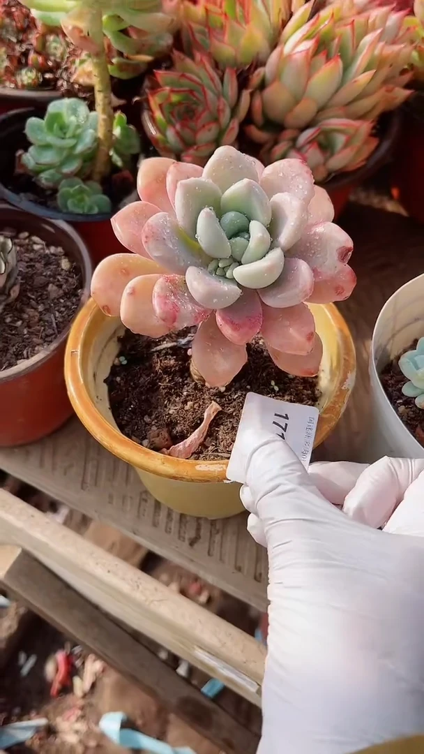 【闪购商品】17163多肉