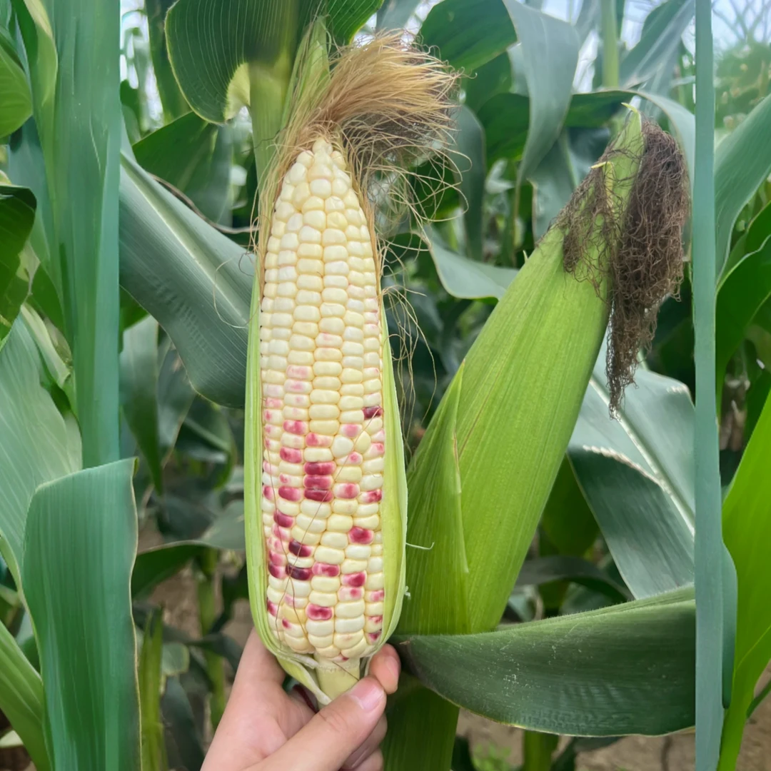 贵州农家花糯玉米/苞谷/苞米香甜软糯新鲜营养现摘现发