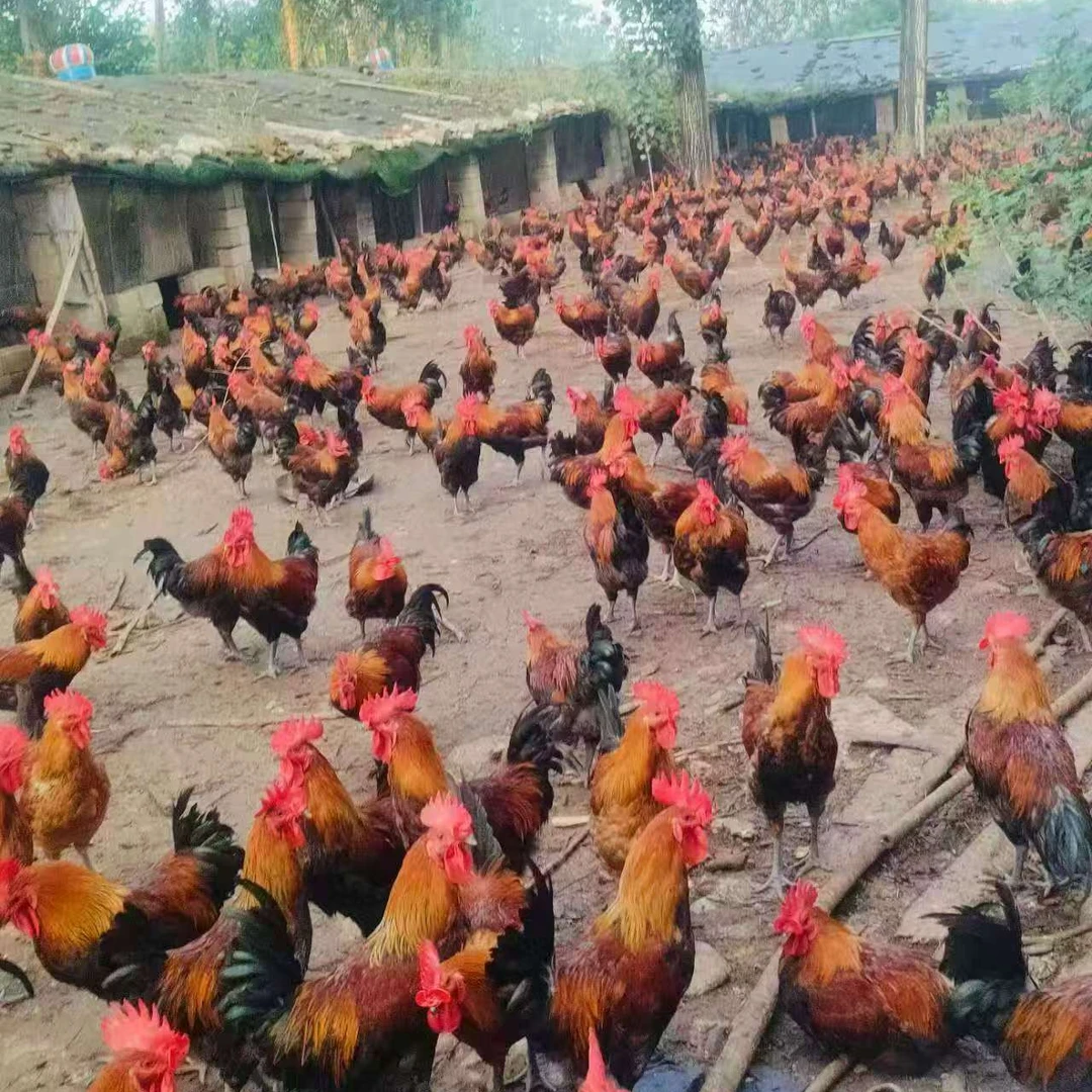 现选现杀农村散养草公鸡下蛋母鸡