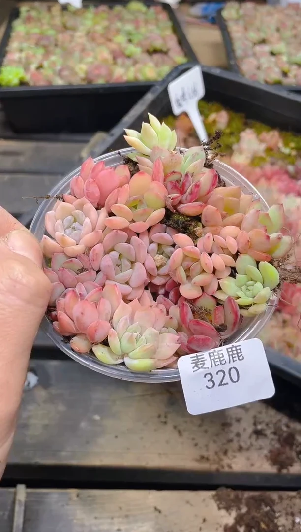 320宝珠白钻      量拍