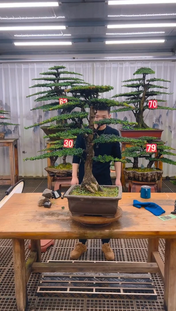 无花朵精品盆景直播间一物一拍