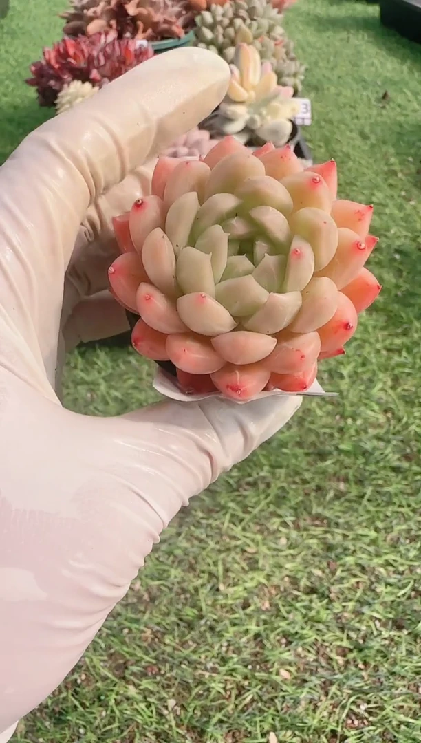 【闪购商品】信服多肉一物一拍