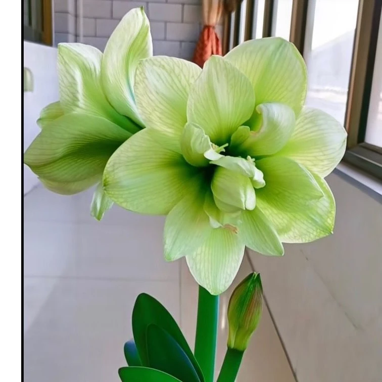 玛丽琳】朱顶红种球6-8厘米