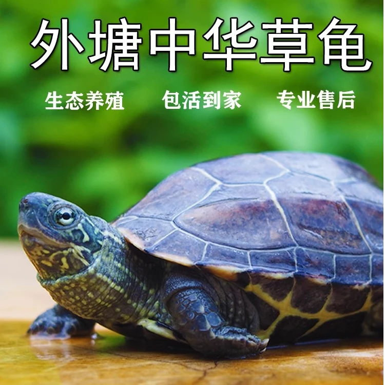直播福利乌龟一铲中华草龟江西金线草龟冷水养殖龟包活包邮