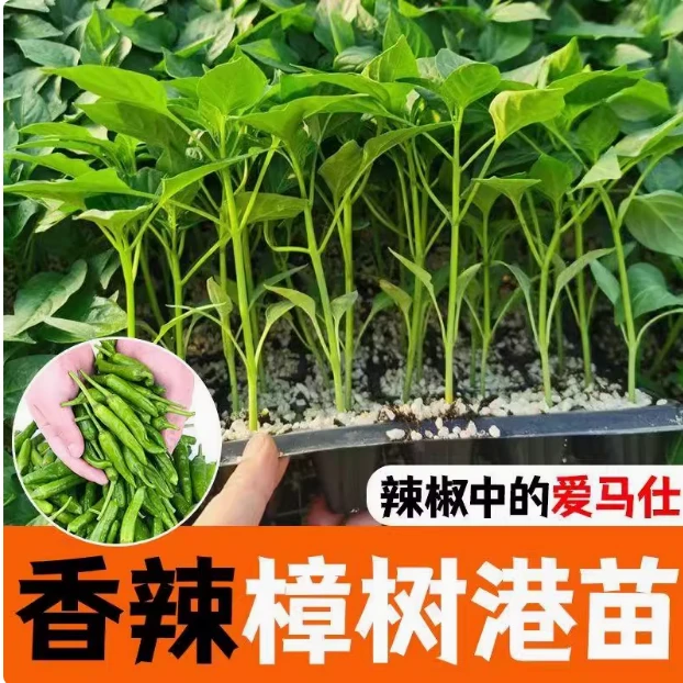 樟树港老辣椒苗 正宗樟树港辣椒苗 辣椒苗 湖南辣椒苗 特产 辣椒