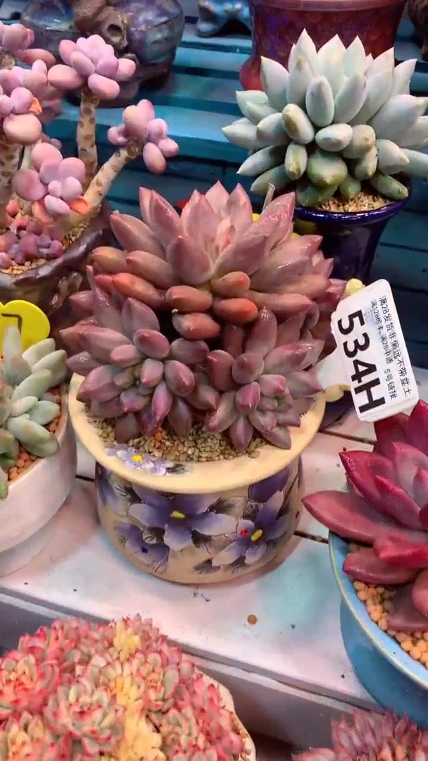 534H模特区 胖体水晶