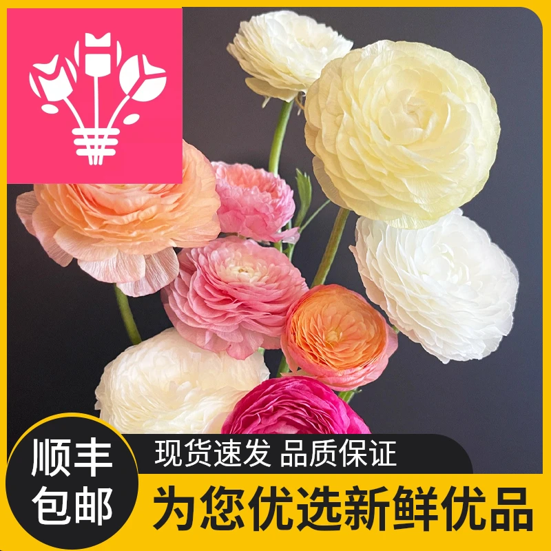 精选A级洋牡丹芹菜花鲜切花卉家居装饰水养鲜花生日送人顺丰包邮