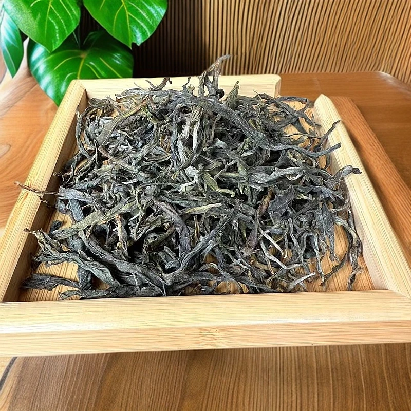 2025年昔归忙麓山古树春茶