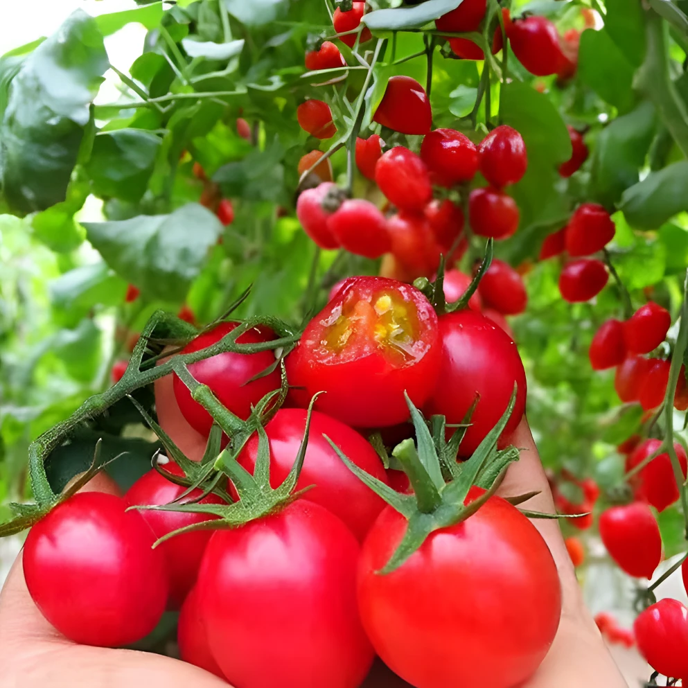 四季小番茄种子苗千禧圣女果矮生饱满盆栽新鲜种籽菜苗果苗多汁