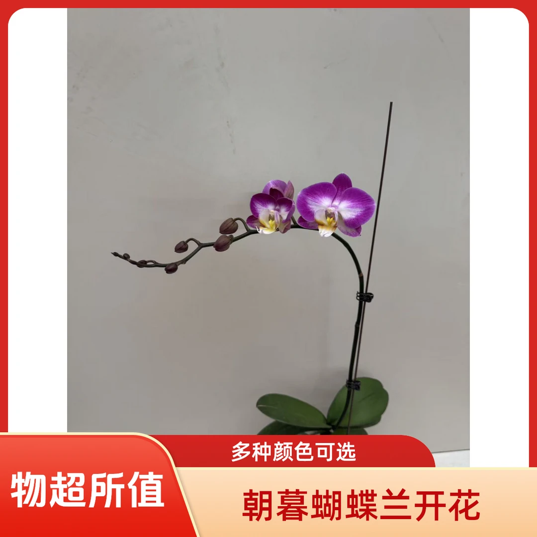 朝暮里蝴蝶兰【雪山飞狐】带花带花苞开花株发货