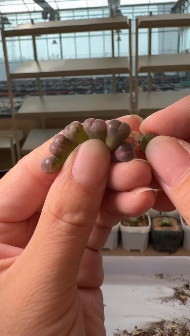 24-131多肉植物肉锥
