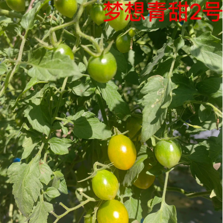 老朱推荐梦想青甜二号口感小番茄西红柿柿子圣女果水果小柿子正宗